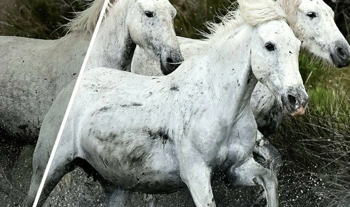 Corel AfterShot Pro 3